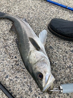 高活性、丸スズキ