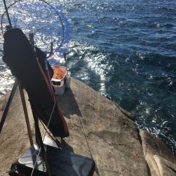 たかたか釣り日記