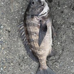 イチノ兄弟、釣果!