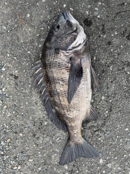 イチノ兄弟、釣果!