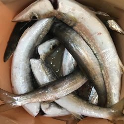 朝マズメのカマス釣り