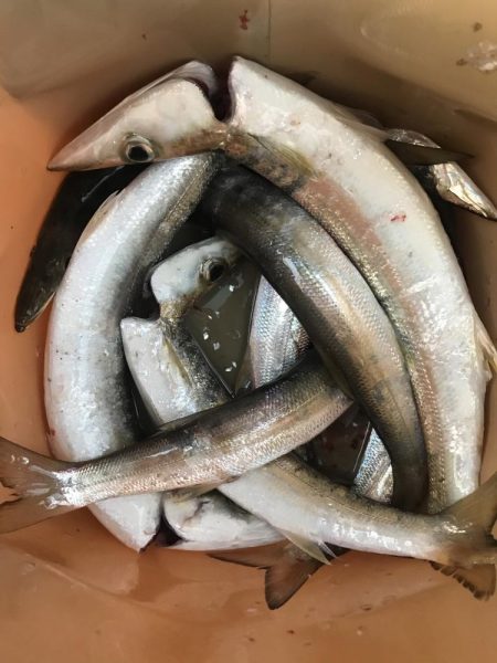 朝マズメのカマス釣り