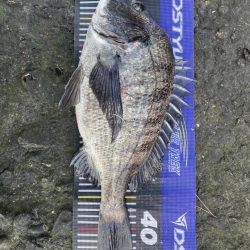 イチノ兄弟、釣果！