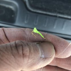 ジグサビキで真イワシ&アジ釣り