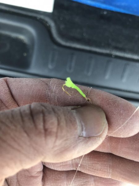 ジグサビキで真イワシ&アジ釣り