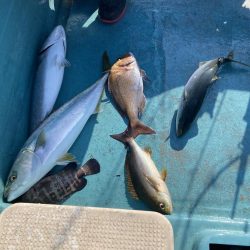 蒲生田沖でハマチ