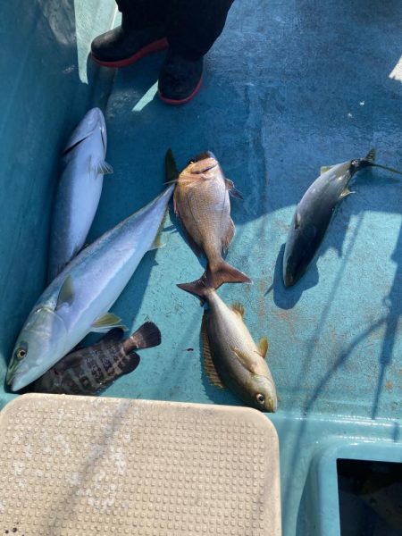 蒲生田沖でハマチ