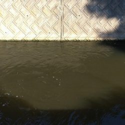 バラシ連発後、執念の1匹