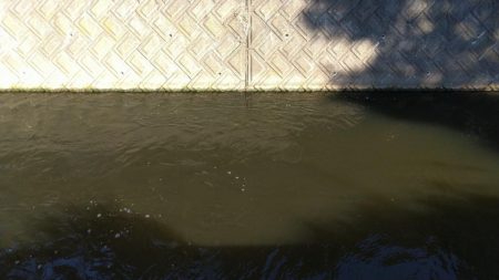 バラシ連発後、執念の1匹