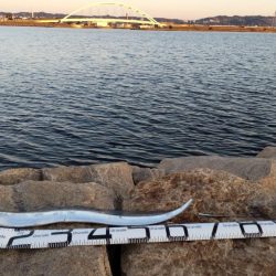 予想外のタチウオ