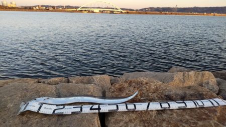 予想外のタチウオ