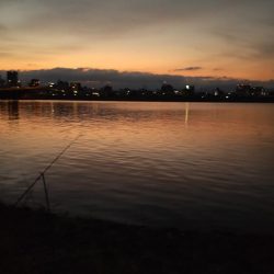 シーバスボラボラボラ