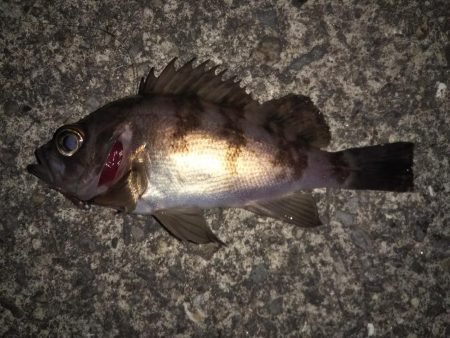 良型が混じりだした