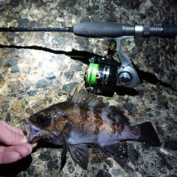 久しぶりのメバリング