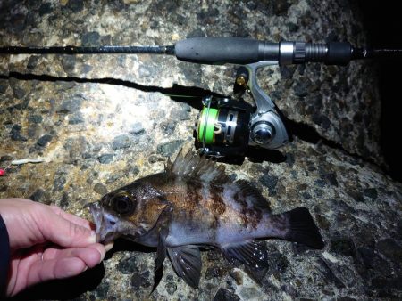 久しぶりのメバリング