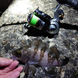 メバリングリベンジ