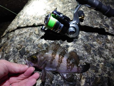 メバリングリベンジ