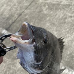 南港ヘチ釣り