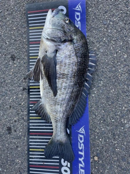 イチノ兄弟、釣果!