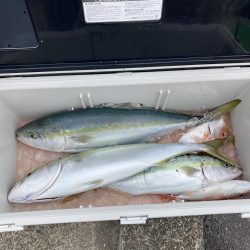 浅川沖でメジロなど