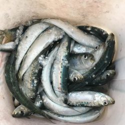 サビキでマイワシ大漁