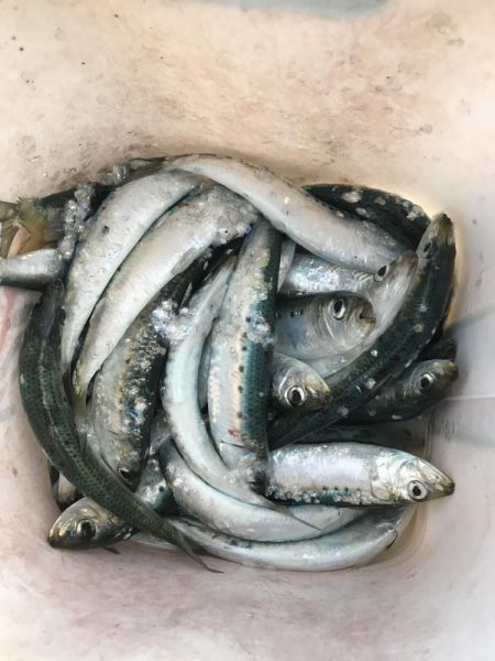 サビキでマイワシ大漁