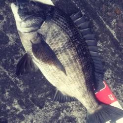 撒きに行ってきました