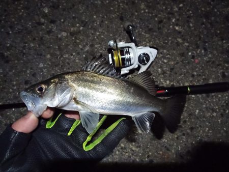 2022/02/03 南港ライトゲーム釣行