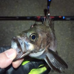 2022/02/09 南港ライトゲーム釣行