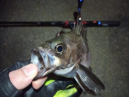 2022/02/09 南港ライトゲーム釣行