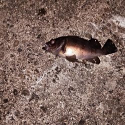 プラグでゲット