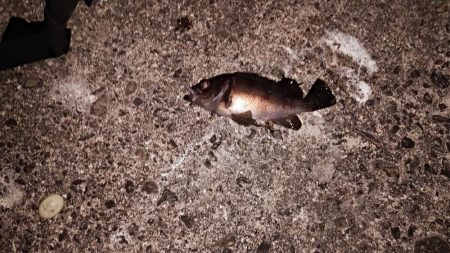 プラグでゲット