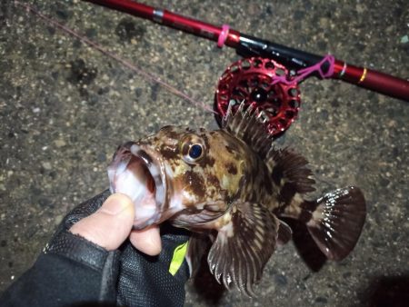 2022/02/12 南港ヘチ釣り