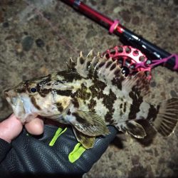 2022/02/20 南港ヘチ釣り釣行