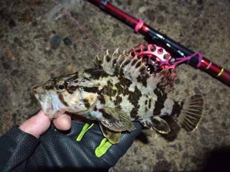 2022/02/20 南港ヘチ釣り釣行