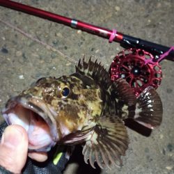 2022/02/26 南港ヘチ釣り釣行