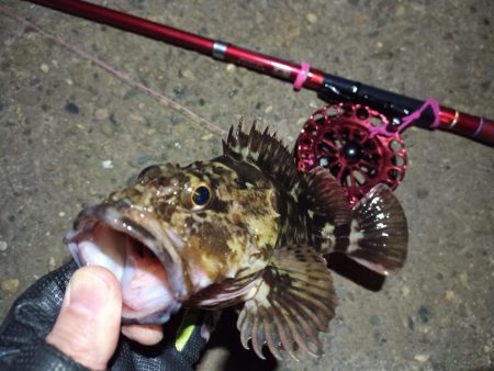 2022/02/26 南港ヘチ釣り釣行