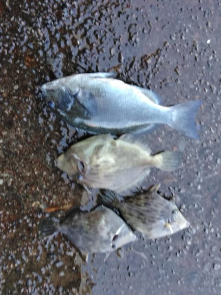 フカセ‥最高ですネ・・