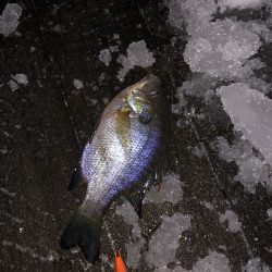 余呉湖ワカサギ釣り