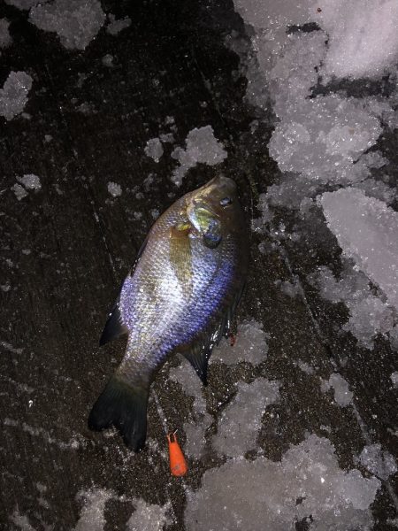 余呉湖ワカサギ釣り