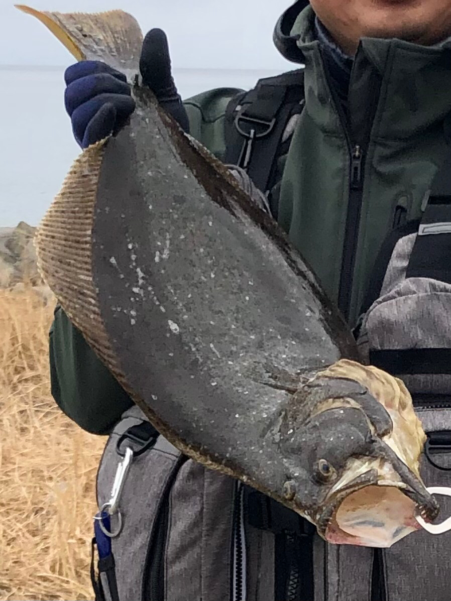 久しぶりのヒラメ