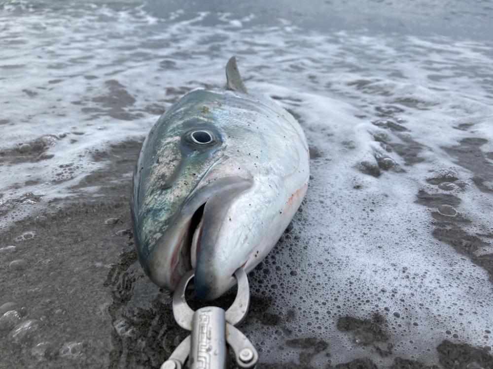 吹上浜ブリついに‥