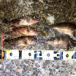 【メバリング】続•フロートメバリング