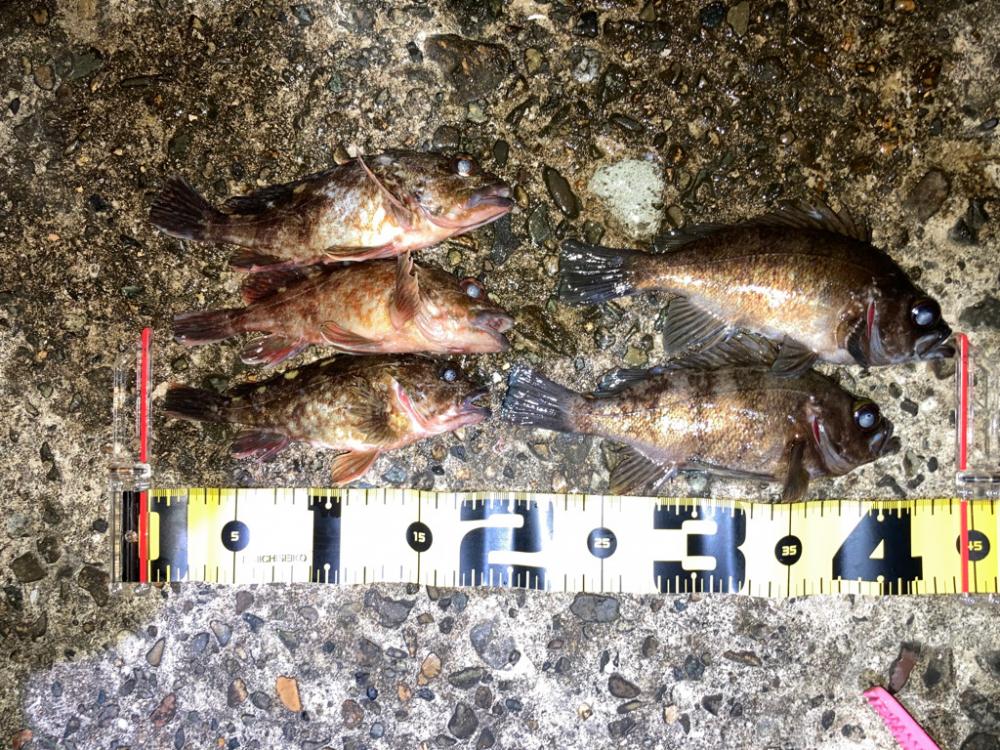 【メバリング】続•フロートメバリング