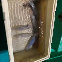 冬のイカメタル