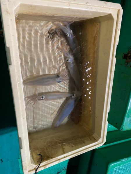 冬のイカメタル