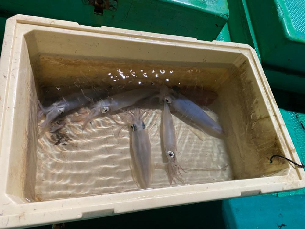 冬のイカメタル