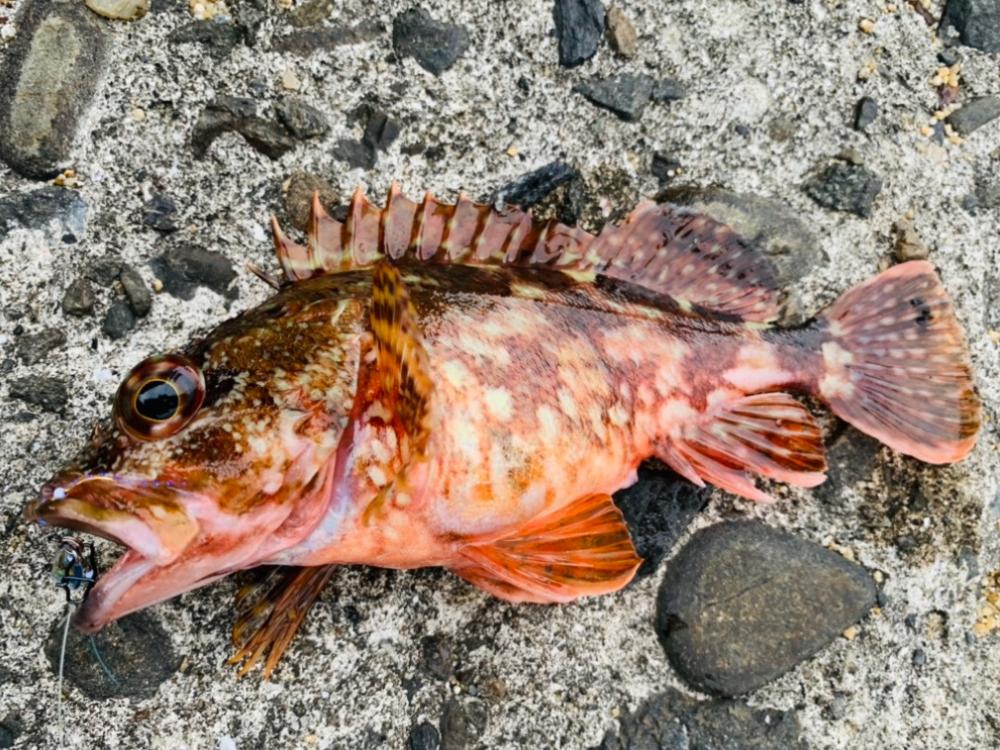 【通詞島・湯島】穴子と鯵とカサゴ、時々メバル