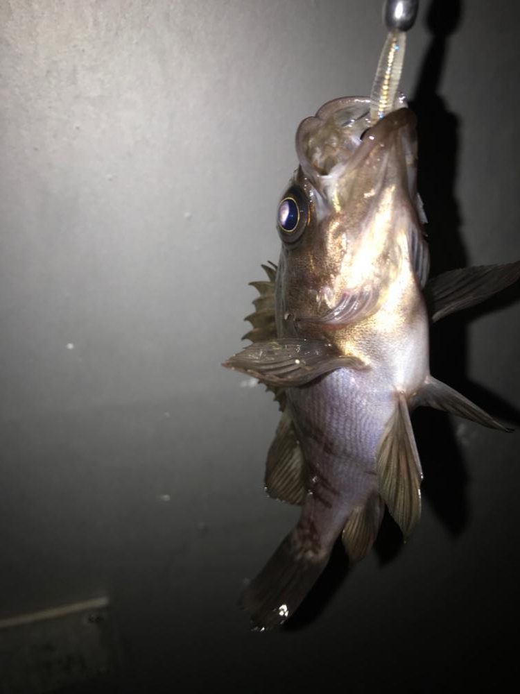 久しぶりの釣り