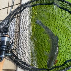 亀岡市　かめプー